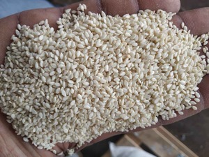 Sésame blanc décortiqué naturel très demandé pour la boulangerie, la confiserie et la cuisine gastronomique, disponible au prix export. - Product Image 4