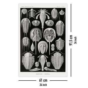 E. Haeckel Art Forms of Nature Plate 47-Turtles โปสเตอร์ตกแต่งผนังวัสดุกระดาษ - Product Image 5