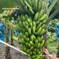 Vietnam Verse Cavendish Banaan-Verse Natuurlijke Zoete Smaak-Tyler
