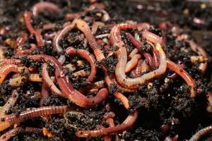 Fertilizante Orgánico 100% de Alta Calidad para la Agricultura, Vermicompost de Origen Vietnamita - Product Image 5