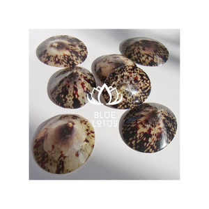 Ecológico VENTA CALIENTE Sea Shell Limpet Shell 3cm - Product Image 1