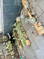 Pots en bambou écologiques en gros pour la culture de plantes ornementales, cactus, succulentes, bonsaïs et jardinières suspendues pour la décoration de jardin