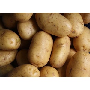 <b>Fresh</b> Potato Iris Potato Organic Round High Quality <b>Fresh</b> <b>Vegetables</b> From United States - Product Image 2