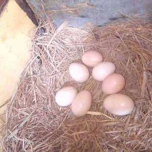 Huevos Frescos de Gallinas Saludables, Sin Hormonas ni Antibióticos, Empacados para Mayor Calidad y Seguridad - Product Image 3