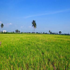 Conditionneur de sol biologique avec cultures microbienes, paquet de 1 kg pour toutes les cultures, produit agricole par Organica Biotech - Product Image 4