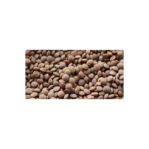 High-quality <b>Lentil</b> Seeds for Sale Great for Food Processors and Nutrition Brands - Product Image 2