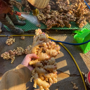 รากขิงอบแห้งจำนวนมากจากเวียดนามผลิตภัณฑ์ทางการเกษตรของบริษัท Bao Tram Anh - Product Image 1