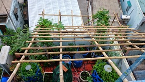 Poteaux de piquets en bambou jaune durables de HAUTE QUALITÉ pour plantes Support de jardin Canne en bambou écologique durable disponible - Product Image 2