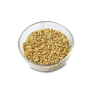 Nueva cosecha al por mayor Job's Tear Organic Protein Rich Malt Barley - Product Image 4