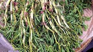 LIMPIA ETIQUETA AGUA CONGELADA MIMOSA NATURAL FINCA COSECHA PARA APOYO INMUNE Y BIENESTAR - Product Image 6