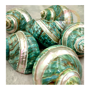 Premium Vietnamese Green Turbo Burgess Shells Regalos excepcionales del océano Ideal para decoración costera y mercados minoristas - Product Image 5