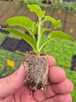 Vente directe de fabrica Sphagnum Mousse de tourbe naturelle de la Baltique suelo horticultura y floricultura