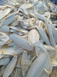 Factory Direct Price <b>Cuttlefish</b> bone export quality material from Vietnam suitable for wholesale distribution & global sourcing - Product Image 6