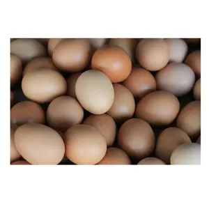BULK FRESH TABLE EGGS - Fresh Chicken Table Eggs/Fresh Chicken Hatching EGGS