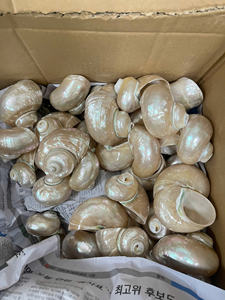 Coquillages naturels polis collectés à la main des côtes vietnamiennes Coquillages décoratifs sur le thème de la côte fabriqués au Vietnam - Product Image 5