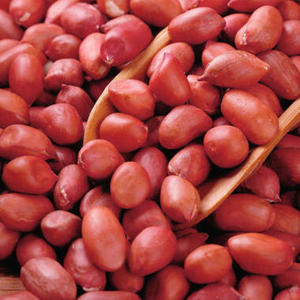 Arachides de qualité supérieure, nettoyées, séchées, aux grains uniformes et gros, pour beurre d'arachide, collations et transformation alimentaire, à vendre - Product Image 1
