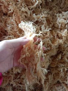 Top Quality Vietnamese <b>Sea</b> <b>Moss</b> Seamoss Organic <b>Natural</b> Fresh Edible Seaweed FMCG Wholesales - Product Image 5