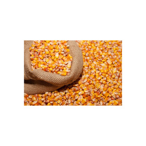 Yellow maize harvested and dried for extended shelf life - Product Image 3