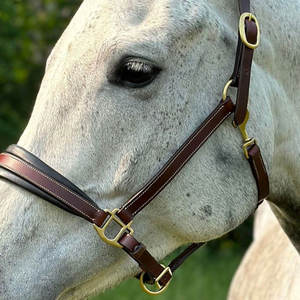 El Halter de cuero acolchado está hecho de cuero de búfalo suave y de alta calidad. La banda nasal forrada de pantorrilla y la corona anatómica ofrecen una oferta óptima - Product Image 4