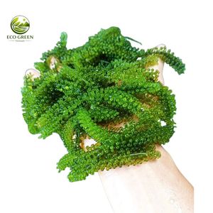 Caviar vert frais et raisins de mer pour restaurants, salades de sushis, fournisseur en gros du Vietnam - Product Image 2