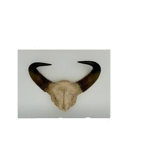 Paire de corne de buffle faite à la main élégante non polie pas cher prix paire de buffle corne meilleure qualité 100% corne de buffle naturelle - Product Image 6