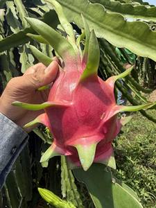 Beste Leveranciers-Rood/Wit Drakenfruit-Vers Drakenfruit-Zoet Vers Fruit Exporteren Gratis Belastingen