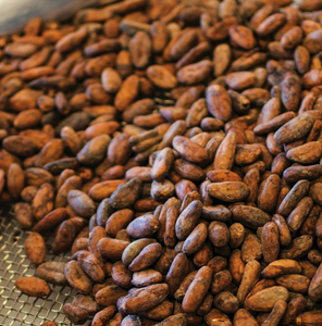 Granos de Cacao Tostados de la Mejor Calidad a la Venta a Precio Económico por KG, Granos de Cacao Criollo Secos Naturales al por Mayor - Product Image 5