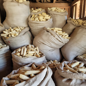 Maíz amarillo y blanco más vendido | Maíz amarillo secado al aire a granel disponible para exportación - Product Image 2