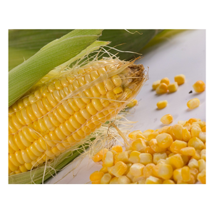 Maïs surgelé de qualité supérieure avec des grains jaune vif-Provenant du Vietnam pour les services alimentaires, les cantines et les plats préparés - Product Image 2