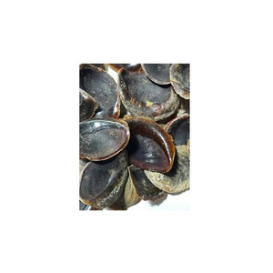 Wholesale Manufacturer Dried Conch Operculum Seashells Shellfishes - Product Image 2
