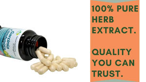 Extracto de Garcinia Cambogia 70%, Proveedor Apex International Manufacturer, 24 Meses de Vida Útil - Product Image 4
