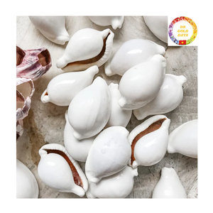 Vente en gros de coquilles de cauri blanc poli qualité supérieure pour bijoux, artisanat et décoration de mariage - Product Image 3