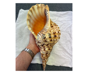 Triton Shell a granel de Vietnam, gran Triton Shell pulido para manualidades, amonita trompeta Seashell limpio y listo para enviar - Product Image 3