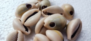 Coquillages naturels sur mesure avec trou de 6mm. Idéal pour les colliers bracelets boucles d'oreilles bracelets de cheville décor macramé - Product Image 5