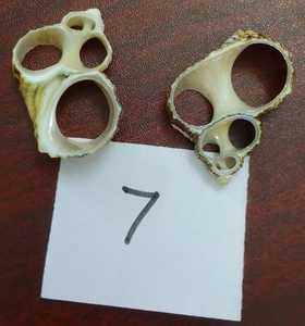 Conchas de mar cauri de corte natural hechas a medida disponibles en varios tamaños adecuados para la reventa ideal para joyería - Product Image 4