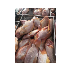 Venta al por mayor de tilapia roja congelada, suministrada a grandes compradores y distribución a gran volumen. - Product Image 5