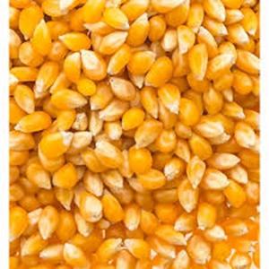 Maïs jaune séché au soleil certifié OGM de qualité supérieure au meilleur prix - Product Image 6