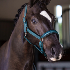 Brida y cabestro de caballo de cuero inglés clásico hecho para un uso duradero en ambientes al aire libre con características premium - Product Image 2
