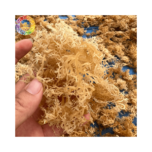 Mousse de mer dorée séchée de qualité supérieure, algues mousse irlandaise non salées pour gel de mousse, Chondrus Crispus sauvage, emballage de 25kg - Product Image 5