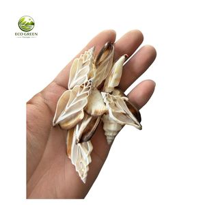 Conchas Marinas Decorativas en Rodajas, Cortes Naturales de Conchas Oceánicas para Manualidades, Joyería, Centros de Mesa para Bodas - Product Image 2