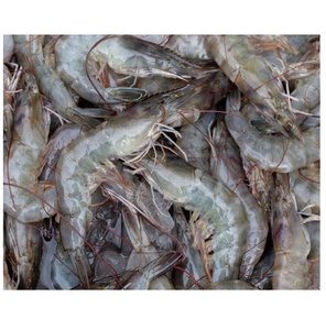 Camarones Vannamei Congelados Premium HOSO, Camarones Blancos de Alta Calidad para Exportación al por Mayor y Mercados Internacionales - Product Image 3