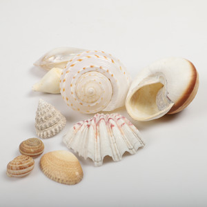 Conchas de Capiz naturales para la decoración costera de la playa conchas oceánicas de lujo varios colores conchas marinas - Product Image 6