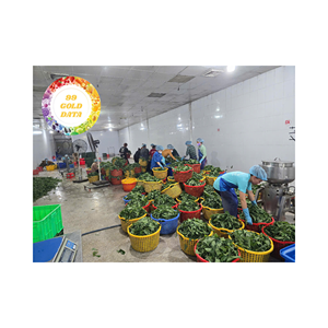 VENTE EN GROS DE SAVOUREUX FEUILLES DE MANIOC DU VIETNAM FOURNISSEUR FERME BON INGRÉDIENT POUR LES PLATS DE CUISINE LOCALE - Product Image 4