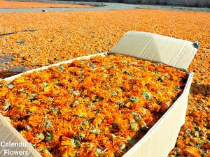 Venta al por mayor de flores secas de caléndula sin OGM seleccionadas a mano, auténtica extracción de aceite aromático y componentes de té, té de sabor de procesamiento crudo - Product Image 4