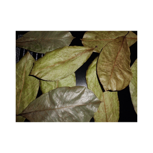 Nouvelle affaire-Feuille de graviola séchée en vrac Graviola naturel Feuilles de plantes sauvages fraîches Fruits Tisane Thé de 99GD - Product Image 1