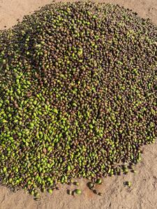 Chebula Terminalia ระดับพรีเมี่ยมผลไม้แห้งจากพื้นที่ที่เป็นภูเขาของมหาราชตะวันตกอายุการเก็บรักษา2ปี - Product Image 5