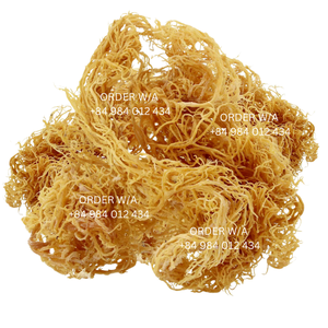 มอสทะเลป่า: คุณภาพระดับพรีเมี่ยม100% มอสทะเลสีทองไอริช - Product Image 3