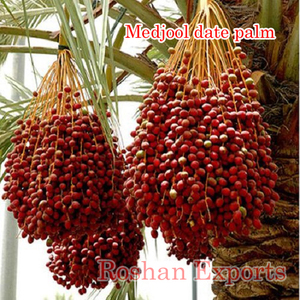 Palmera Datilera cultivo de tejidos - Product Image 2