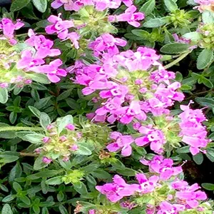 Aceite Esencial Puro de Tomillo Orgánico, Grado Alimenticio, para Pérdida de Peso, con Aroma Dulce para Aplicación en la Piel, en Botella - Product Image 4