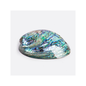 Vente en gros de superbes coquilles d'ormeau pour l'artisanat et la décoration Matériau de coquillage naturel poli pour la maison et le restaurant - Product Image 6